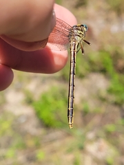 Phanogomphus hodgesi