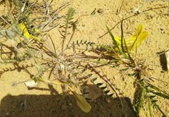 Astragalus longipetalus