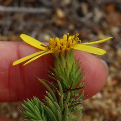 Senecio pinifolius