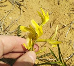 Astragalus longipetalus
