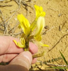 Astragalus longipetalus