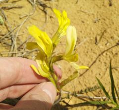 Astragalus longipetalus