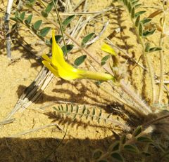 Astragalus longipetalus