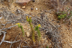 Senecio pinifolius