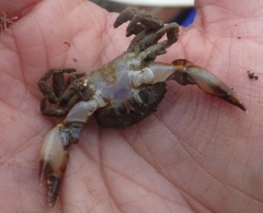 Lophopanopeus bellus