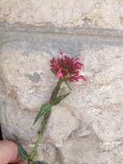 Centranthus ruber