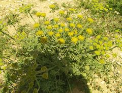 Zosima absinthifolia