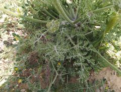 Zosima absinthifolia