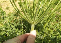 Zosima absinthifolia