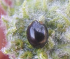 Parexochomus nigromaculatus