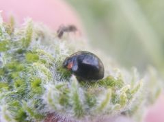 Parexochomus nigromaculatus