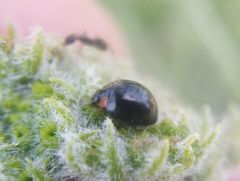 Parexochomus nigromaculatus