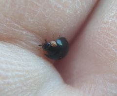 Parexochomus nigromaculatus