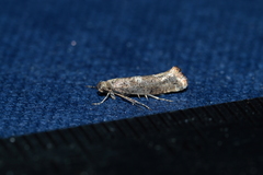 Acrolepiopsis assectella
