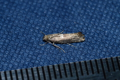 Acrolepiopsis assectella