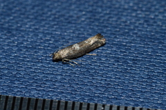 Acrolepiopsis assectella