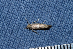 Acrolepiopsis assectella