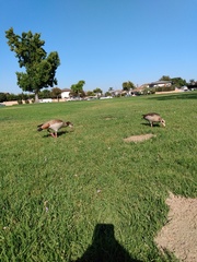 Alopochen aegyptiaca