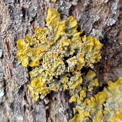 Xanthoria parietina