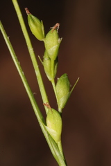Carex impressinervia
