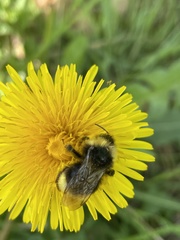 Bombus campestris