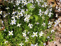 Houstonia serpyllifolia