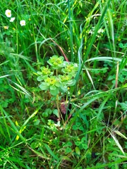 Euphorbia helioscopia