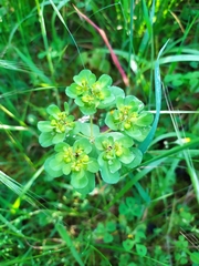 Euphorbia helioscopia