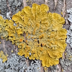 Xanthoria parietina