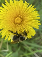Bombus campestris