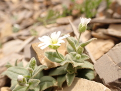 Stellaria americana