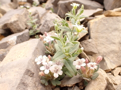 Collomia debilis