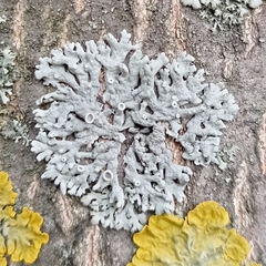 Lecanoromycetes