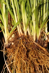 Carex impressinervia