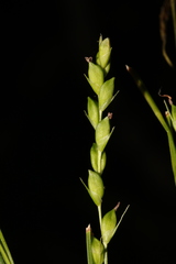 Carex impressinervia