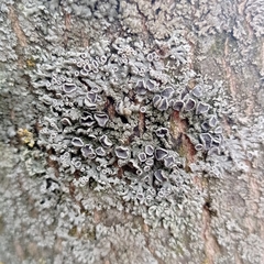 Lecanoromycetes