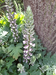 Acanthus mollis