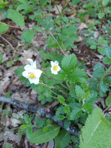 jahoda drúzgavicová (Fragaria moschata)