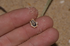 Patelloida latistrigata