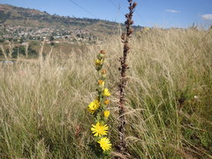 Berkheya maritima