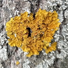 Xanthoria parietina