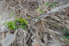Matelea sagittifolia