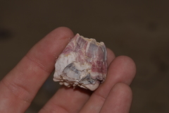 Megabalanus coccopoma