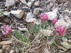 Astragalus incanus incanus