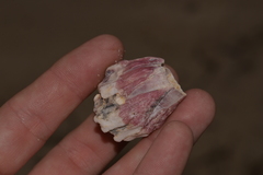 Megabalanus coccopoma