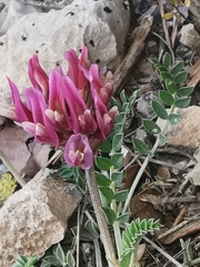 Astragalus incanus incanus