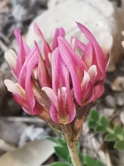 Astragalus incanus incanus