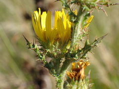 Berkheya maritima