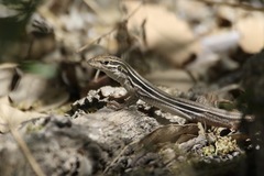 Aspidoscelis uniparens