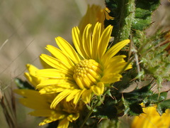 Berkheya maritima